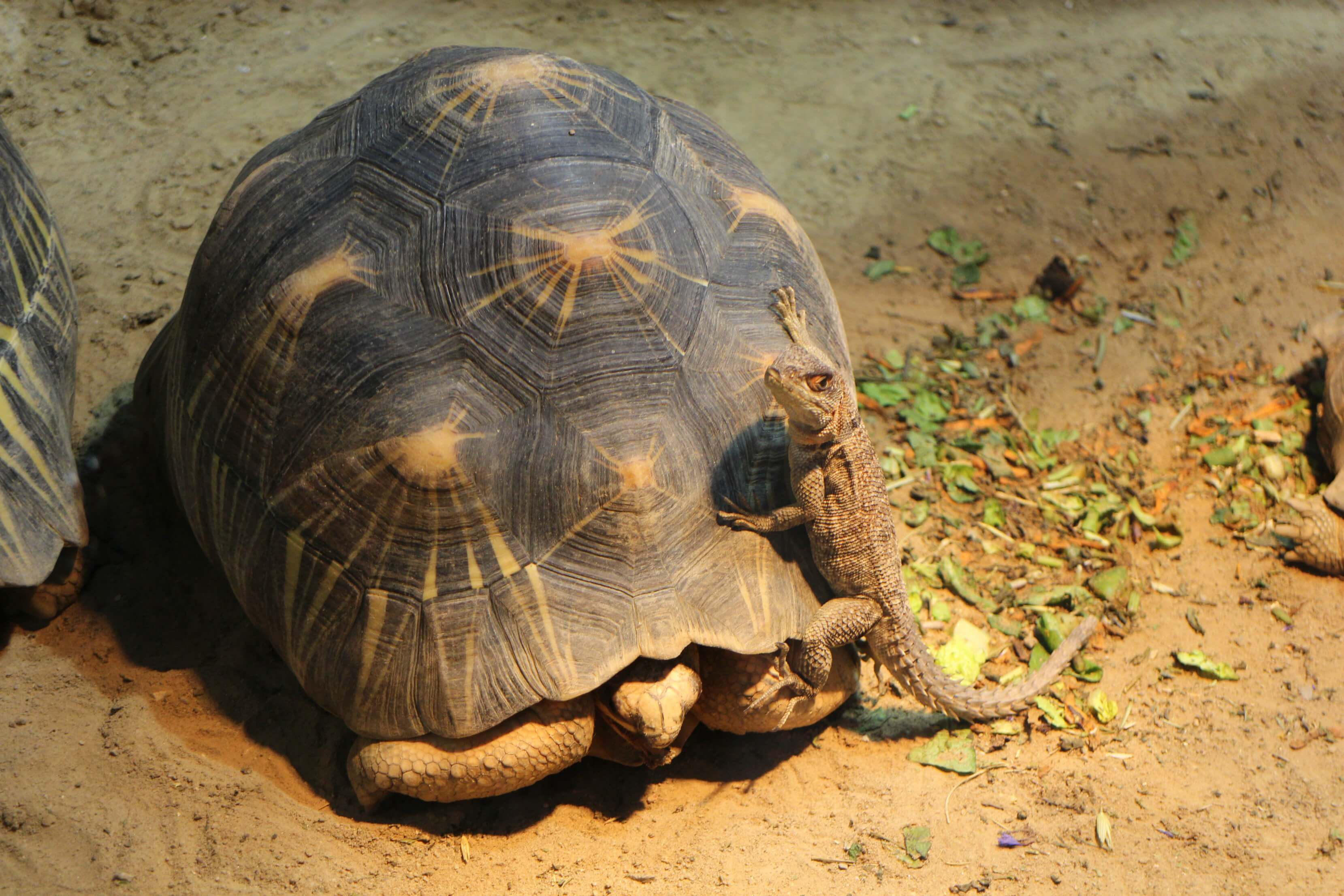 Dierentuin Berlijn - Zoologischer Garten bezoeken ...